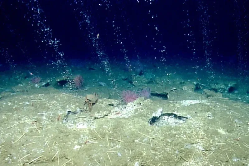 řasyoceán1-855x570_do