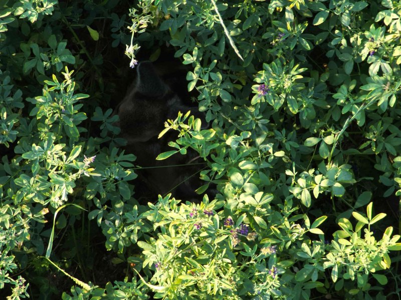 dronpro_senoseč 01