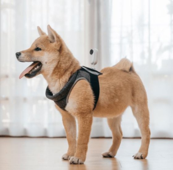 Pet Strap Mount Insta360 Go 2