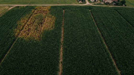 001_aerial-view-of-a-czech-corn