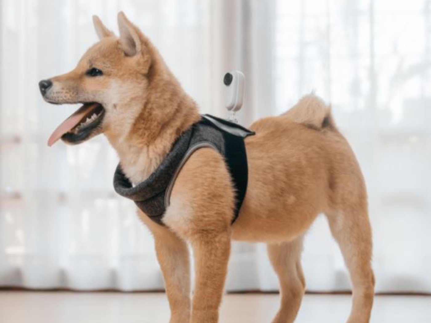 Pet Strap Mount Insta360 Go 2
